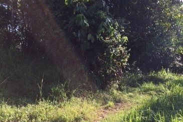 4 Acres Agricultural Land at Sg Buloh