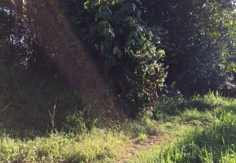 4 Acres Agricultural Land at Sg Buloh