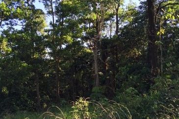 4 Acres Agricultural Land at Sg Buloh