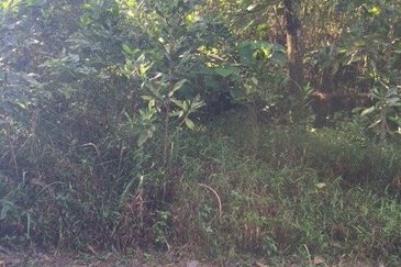 4 Acres Agricultural Land at Sg Buloh