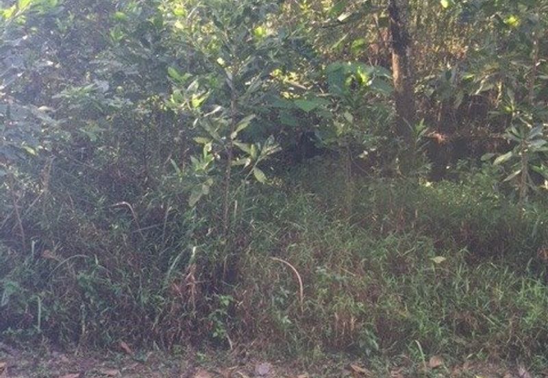 4 Acres Agricultural Land at Sg Buloh