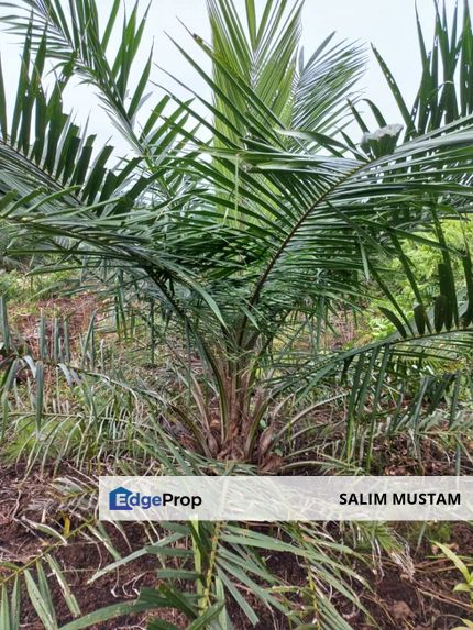 2.6 acres oil palm land at Tanjong Sepat, Kuala Langat, Selangor, Tanjong Sepat