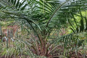 2.6 acres oil palm land at Tanjong Sepat, Kuala Langat