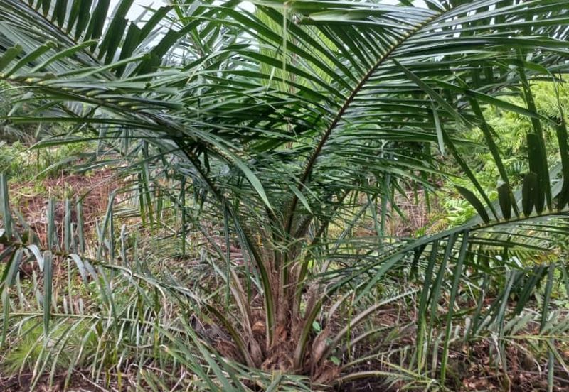 2.6 acres oil palm land at Tanjong Sepat, Kuala Langat