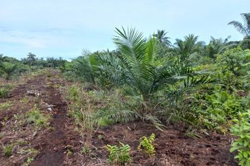 2.6 acres oil palm land at Tanjong Sepat, Kuala Langat