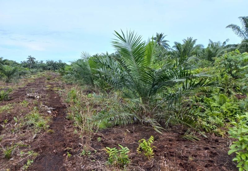 2.6 acres oil palm land at Tanjong Sepat, Kuala Langat