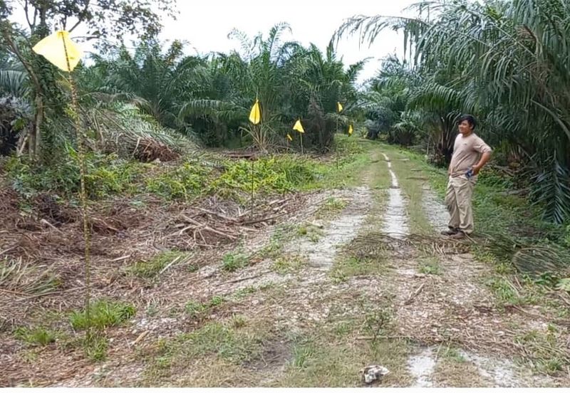2.6 acres oil palm land at Tanjong Sepat, Kuala Langat