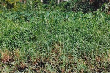 3.3 Acres Agricultural Land at Kg Sg Kandis, Klang.