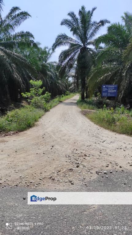 Kebun sawit 4 ekar di Parit Yaani Yong Peng Johor, Johor, Batu Pahat