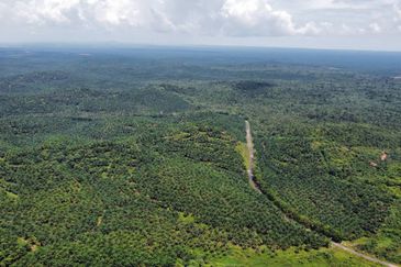 2,000 ac raw land for palm in Kuala Rompin Pahang