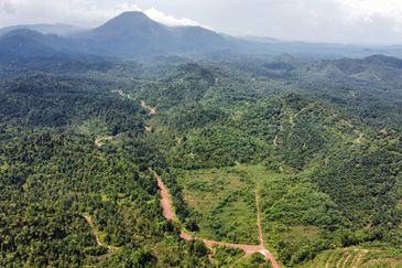 2,000 ac raw land for palm in Kuala Rompin Pahang