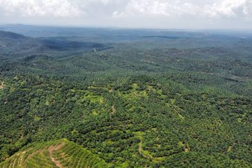 2,000 ac raw land for palm in Kuala Rompin Pahang