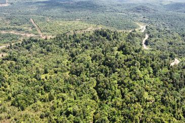 2,000 ac raw land for palm in Kuala Rompin Pahang