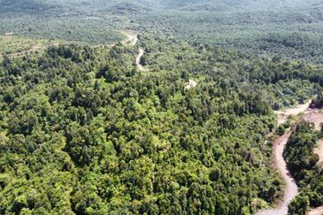 2,000 ac raw land for palm in Kuala Rompin Pahang
