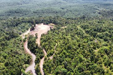 2,000 ac raw land for palm in Kuala Rompin Pahang