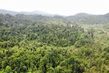 2,000 ac raw land for palm in Kuala Rompin Pahang
