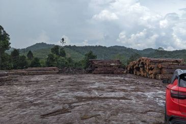 2,000 ac raw land for palm in Kuala Rompin Pahang