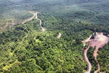 2,000 ac raw land for palm in Kuala Rompin Pahang