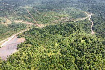 2,000 ac raw land for palm in Kuala Rompin Pahang