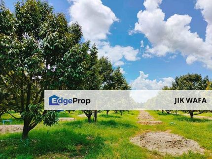 8 ac freehold non bumi durian farm in Pengerang, Desaru Johor, Johor, Kota Tinggi