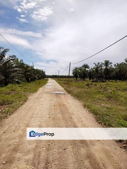 210 acres non bumi palm oil plantation Lekir Perak, Perak, Manjung