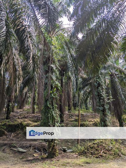 21 acres palm oil plantation Freehold non bumi Mempaga Bentong Pahang, Pahang, Karak