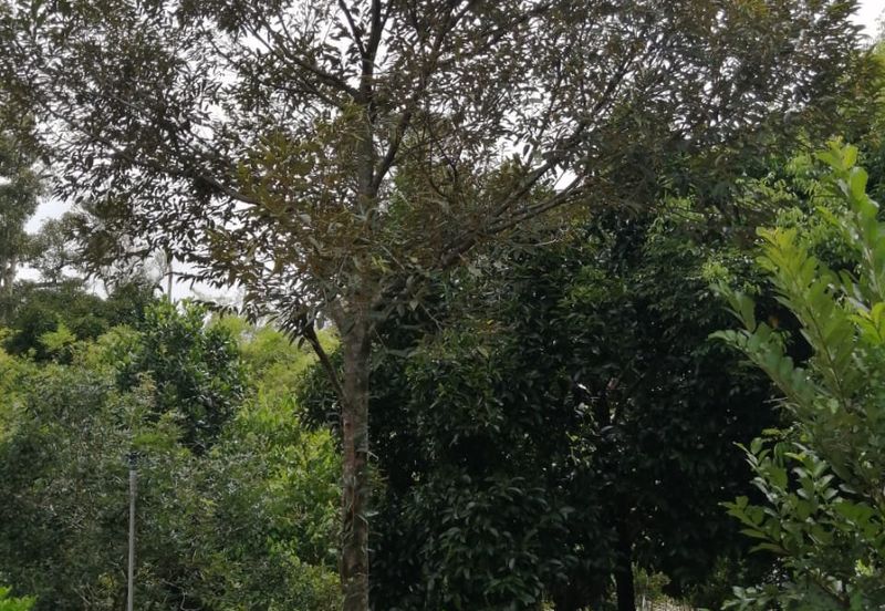 JALAN LENGGENG-BROGA