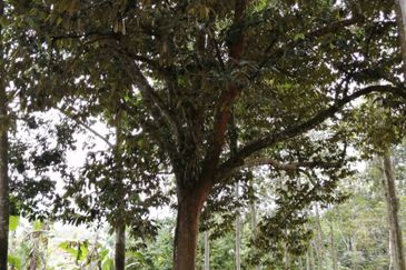 JALAN LENGGENG-BROGA