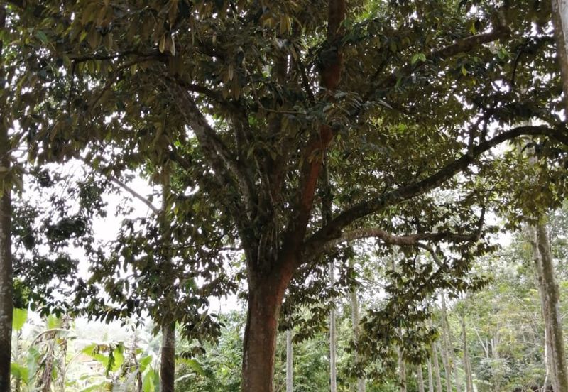 JALAN KARAK - BENTONG