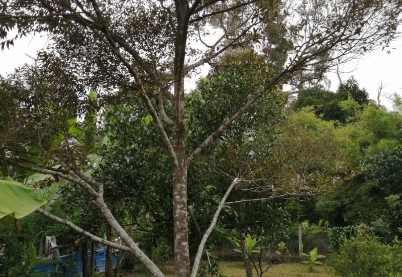 JALAN KARAK - BENTONG