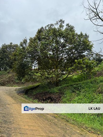 Raub Durian Plantation, Pahang, Raub