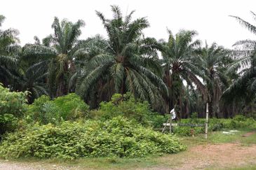 West Port, Pulau Indah