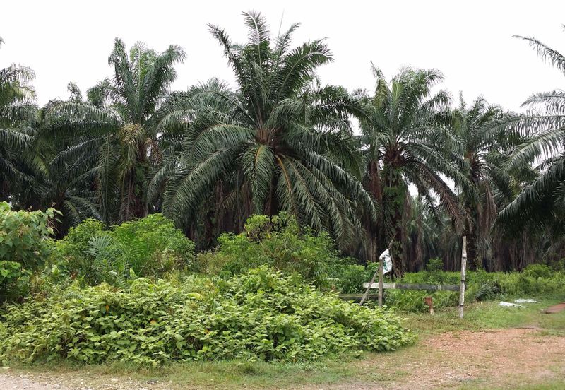 West Port, Pulau Indah