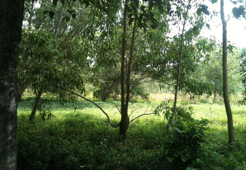 West Port, Pulau Indah