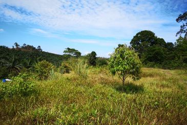 Raub Sungai Raun Durian Farm