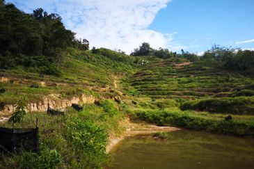 Raub Sungai Raun Durian Farm