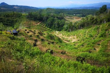 Raub Sungai Raun Durian Farm