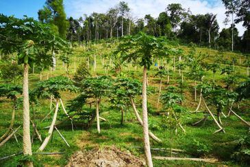 Raub Sungai Raun Durian Farm