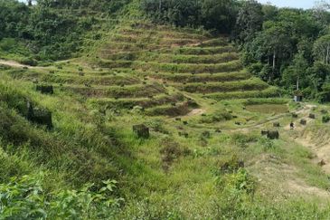 Bentong Pahang Durian Farm