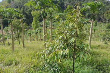 Bentong Pahang Durian Farm