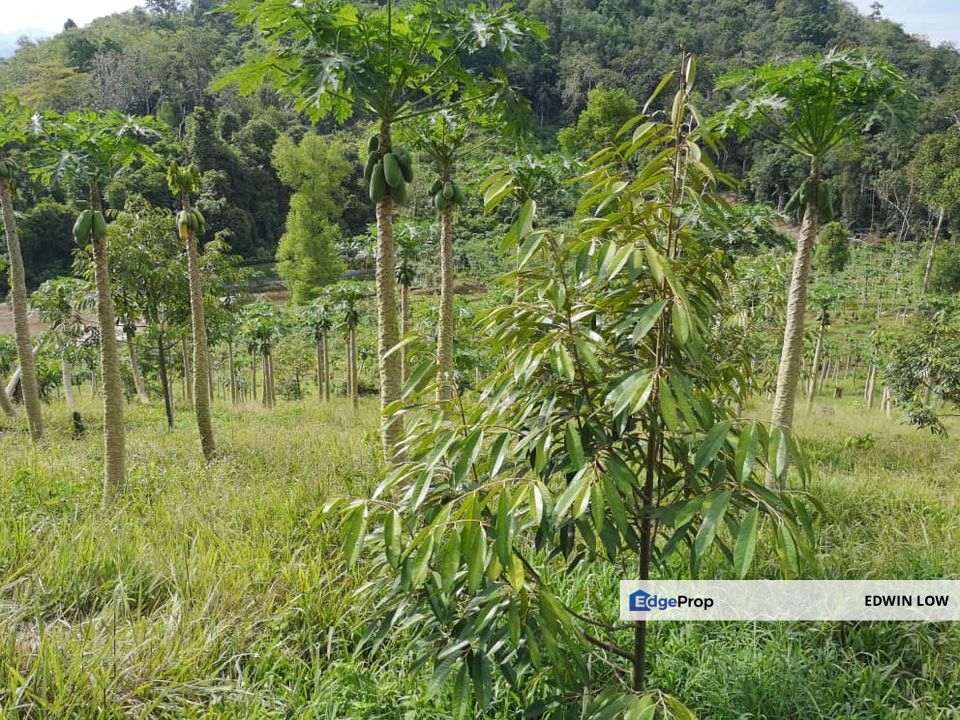 Bentong Pahang Durian Farm, Pahang, Bentong