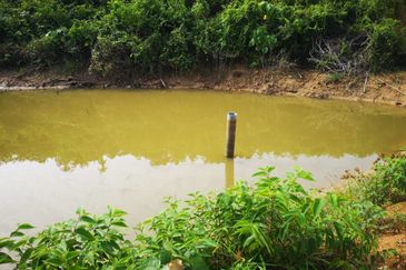 Bentong Pahang Durian Farm