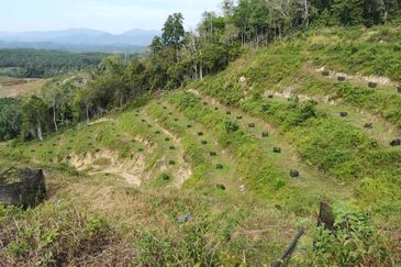 Bentong Pahang Durian Farm