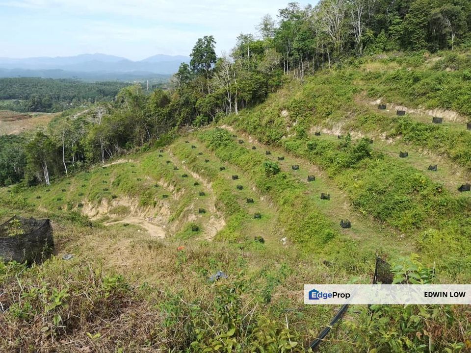 Bentong Pahang Durian Farm, Pahang, Bentong