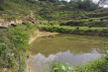 Bentong Pahang Durian Farm
