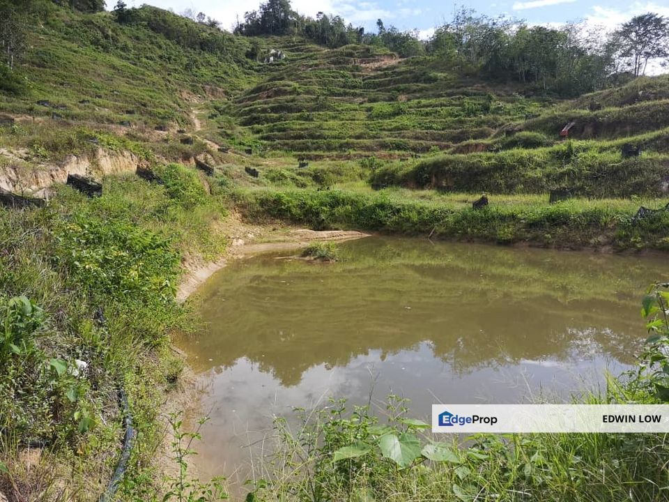 Bentong Pahang Durian Farm, Pahang, Bentong