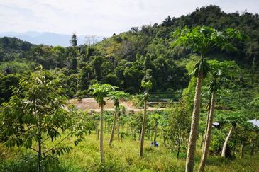 Bentong Pahang Durian Farm
