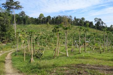 Bentong Pahang Durian Farm