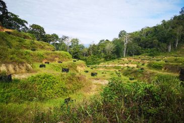 Bentong Pahang Durian Farm