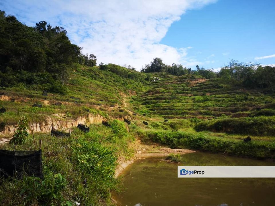 Raub Sungai Klau Pahang Durian Farm, Pahang, Raub